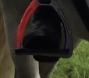 Equipe safety stirrups